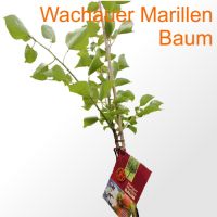 Wachauer Marillenbaum